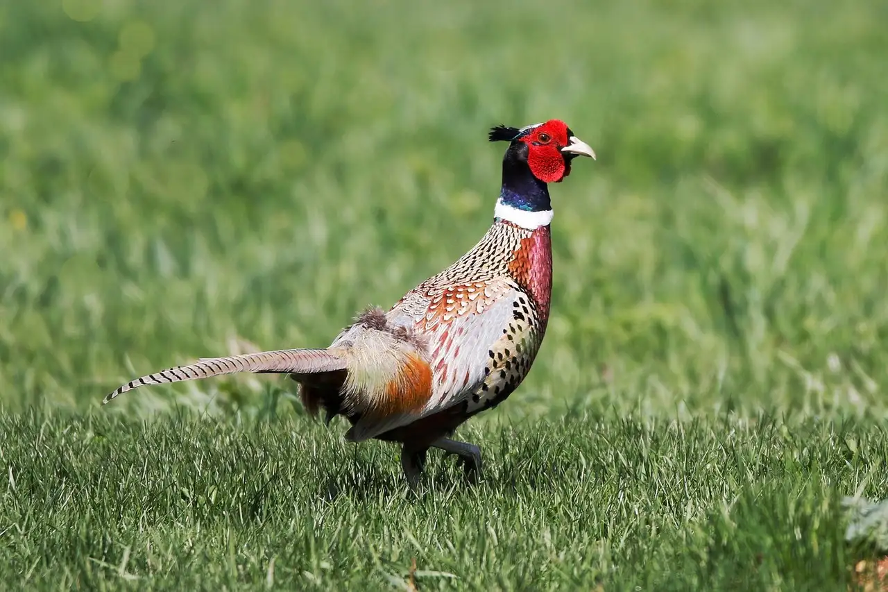 Fazantenfilet met witloof recept | Smakelijk & eenvoudig